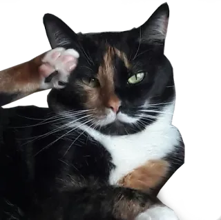 🐈 chat, animal, animal de compagnie, mignon, drôle telegram sticker