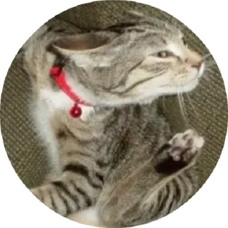 😒 chat, animal, animal de compagnie, félin telegram sticker