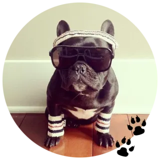 😎 Hund, Sonnenbrille, Mode, Tier, niedlich, Französische Bulldogge, Sportbekleidung whatsapp sticker