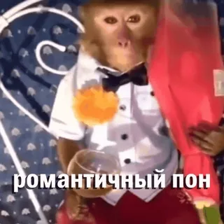 🌷 романтичный пон macaco, fato, romance, flores, bebida, primata, animal whatsapp sticker