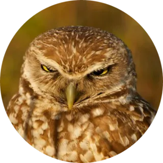 🦉 coruja, pássaro, animal, vida selvagem, natureza, olhos, predador telegram sticker