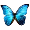 🦋