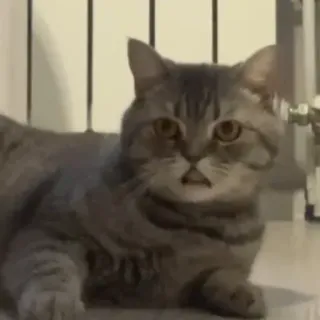🐱 cat, animal, domestic cat, pet, feline whatsapp sticker