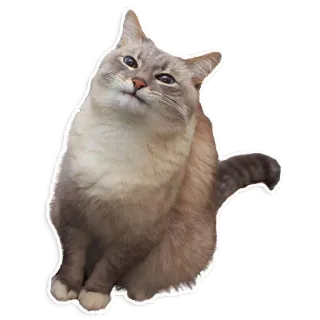 😬 cat, pet, animal, domestic, feline telegram sticker