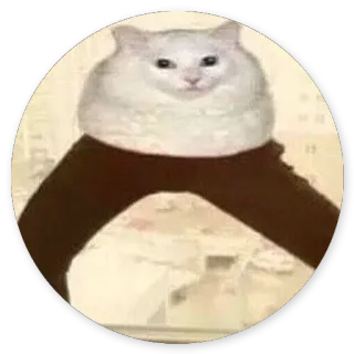 😚 cat, meme, legs, funny, animal whatsapp sticker