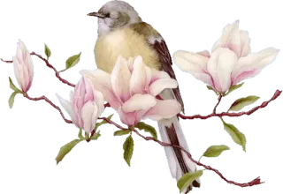 🕊 นก, แมกโนเลีย, ดอกไม้, ธรรมชาติ, กิ่งไม้, วินเทจ, ลายดอกไม้ telegram sticker