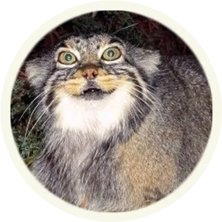 😱 кот, животное, смешной, мем, милый, манул telegram sticker