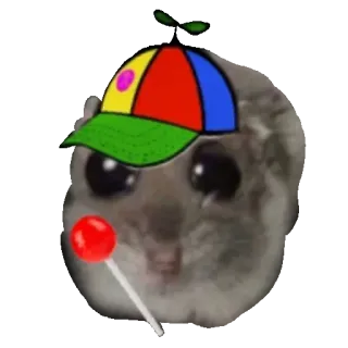 🧢 hamster, cute, lollipop, propeller hat, meme, animal telegram sticker