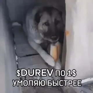 🙏 $DUREV ПО 1$ УМОЛЯЮ БЫСТРЕЕ 狗, 面包, 动物, 请求, 美元 telegram sticker