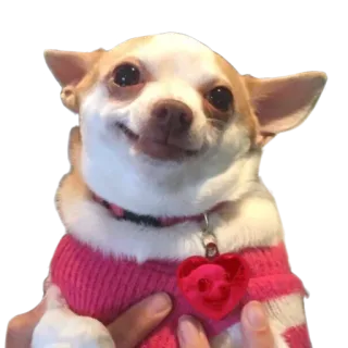 ☺️ dog, chihuahua, animal, pet, cute, sweater, heart, skull telegram sticker