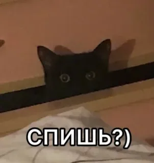😉 СПИШЬ?) cat, animal, sleep, question, black cat whatsapp sticker