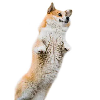 😱 perro, corgi, saltando, animal, lindo whatsapp sticker