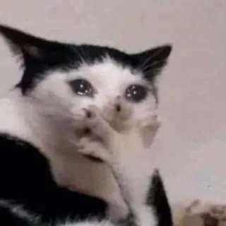 🐱 gatto, piangendo, triste, meme telegram sticker