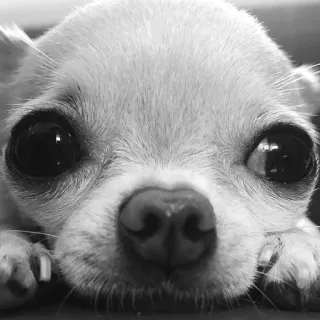🐶 dog, chihuahua, animal, cute, black and white, pet telegram sticker