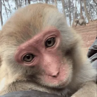 😇 macaco, animal, vida selvagem, fofo, primata, mamífero whatsapp sticker
