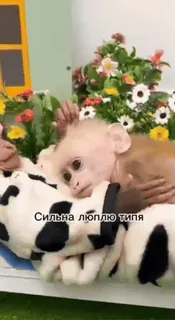 😏 Сильна люблю типа monkey, cute, baby, animal, sleep telegram sticker
