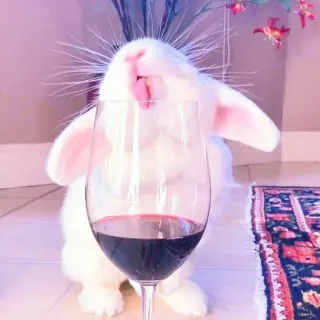 🐰 rabbit, wine, pet, animal, drink, glass, alcohol whatsapp sticker