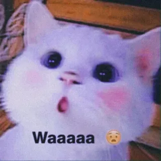 ❤ Waaaaa 🥺 gato, lindo, adorable, waaa, triste, animal, meme whatsapp sticker
