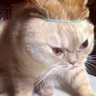 😁 猫, 生气, 猫科动物, 宠物, 家畜 telegram sticker
