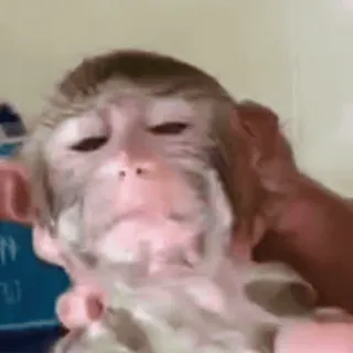 ๐ monkey, animal, primate, cute, funny telegram sticker