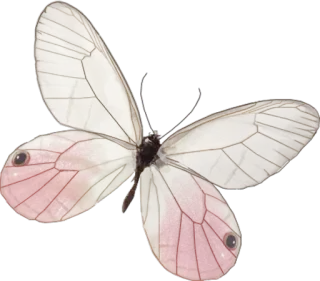 🎀 vlinder, insect, vleugels, roze, natuur telegram sticker