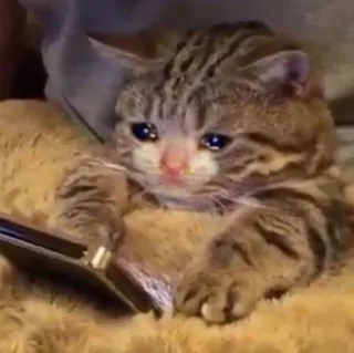 😭 crying cat telegram sticker