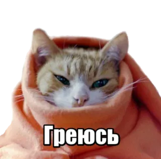 ☺️ Греюсь cat, warm, animal, cute telegram sticker