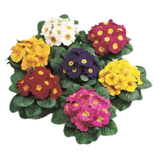 🌼 Blumen, Primeln, Pflanzen, Garten, Frühling telegram sticker
