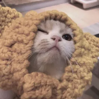 😉 cat, animal, pet, cute, knitted, hat, wink, portrait telegram sticker