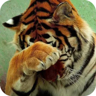 🐱 เสือ, สัตว์, แมว, เศร้า, เอามือก่ายหน้าผาก, อาย, สัตว์ป่า, สัตว์เลี้ยงลูกด้วยนม telegram sticker