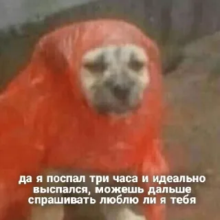 😔 да я поспал три часа и идеально
выспался, можешь дальше
спрашивать люблю ли я тебя สุนัข, เสื้อกันฝน, ง่วง, สัตว์, มีม telegram sticker
