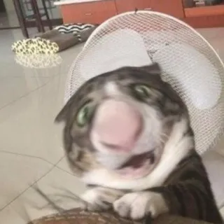 выпукиваем котов @voop_cats whatsapp stickers