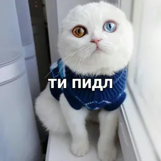 😜 ТИ ПІДЛ кот, белый кот, свитер, гетерохромия, оскорбительный telegram sticker