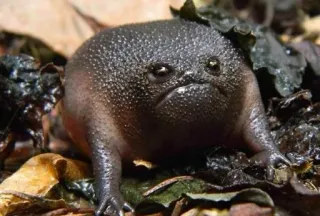 ☹️ grenouille, mignon, triste, animal, nature whatsapp sticker