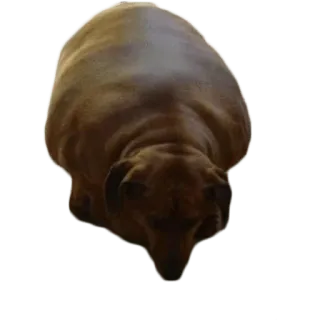 😢 cane, animale domestico, animale telegram sticker