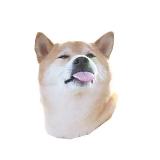 😝 собака, сиба ину, язык, животное, питомец telegram sticker
