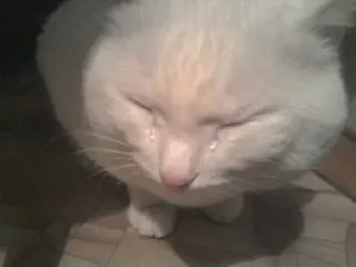 😭 gato, triste, llorando, animal, blanco, gatito telegram sticker