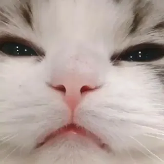 😑 gatto, animale, meme, animale domestico, divertente, carino, gatto domestico, felino telegram sticker
