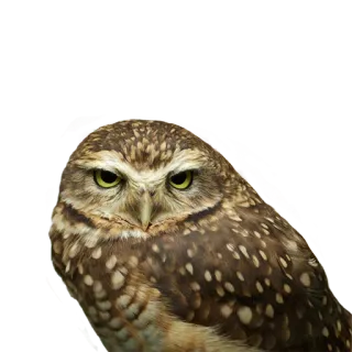 😏 owl, bird, animal, wildlife, nature telegram sticker