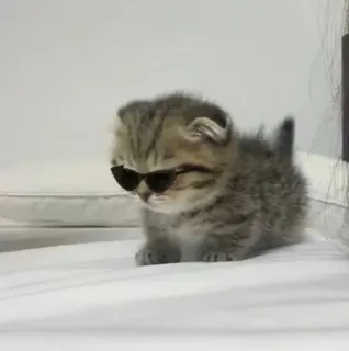 😎 kat, kitten, zonnebril, dier, huisdier, cool, bril telegram sticker