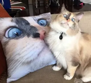 🐱 kot, kociak, poduszka, zwierzę domowe, zwierzę, kot domowy telegram sticker