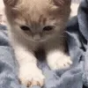 🐱