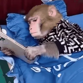 🤩 monkey, smartphone, animal, primate, bed, cute whatsapp sticker
