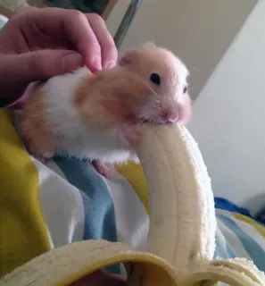 🍌 hamster, banana, cute, pet, animal, rodent telegram sticker