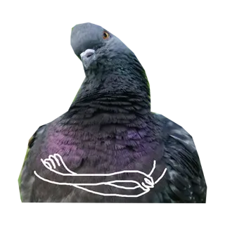 🤔 비둘기, 새, 가운데 손가락, 불쾌한 몸짓 telegram sticker