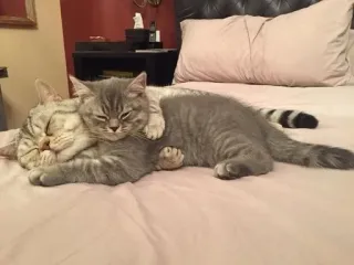 🤗 gatos, gatinhos, dormindo, animais de estimação, animais, fofo telegram sticker