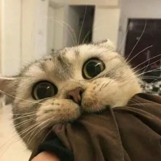 🐱 кот, котенок, милый, животное, питомец, смешной, домашняя кошка telegram sticker