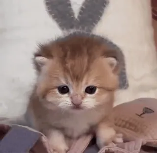 🙃 котёнок, кошка, милый, животное, питомец, домашний whatsapp sticker