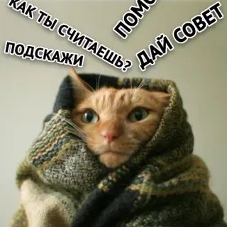 😰 КАК ТЫ СЧИТАЕШЬ? ПОДСКАЖИ ДАЙ СОВЕТ ПОМОГ gatto, meme, russo, sciarpa, domanda, consiglio, aiuto telegram sticker