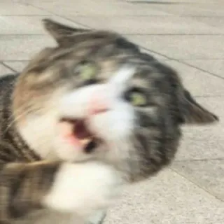 😱 Katze, Tier, Haustier, lustig, Meme, verängstigt telegram sticker